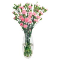 Spray Carnations