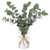 Dunnes Stores Irish Eucalyptus