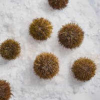 Dunnes Stores Fishmonger Sea Urchin 100g