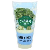 O'Hanlon Herbs Spicy Anise Flavor Greek Basil