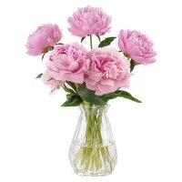 Dunnes Stores Irish Peony Rose