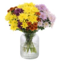 Chrysanthemum Collection