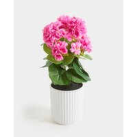 Faux Geranium In Ribbed Pot Pink