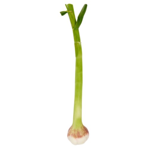 Dunnes Stores Wet Irish Garlic Bulb