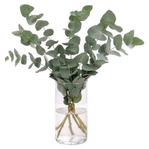 Dunnes Stores Irish Eucalyptus