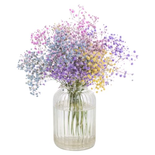 Rainbow Gypsophilia