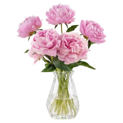 Dunnes Stores Irish Peony Rose