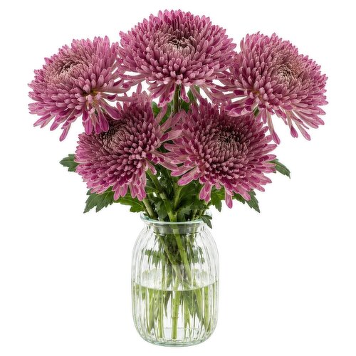 Dunnes Stores Bloom Chrysanthemums