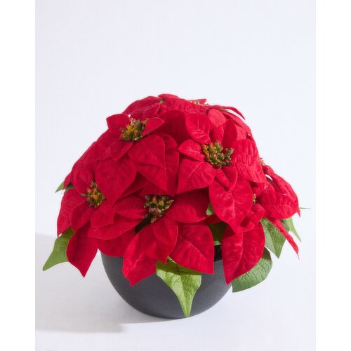 Potted Poinsettia Red